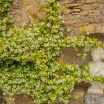 Les Yourtes De Provence Bed & Breakfast